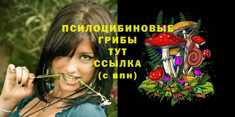 Псилоцибиновые грибы MAGIC MUSHROOMS  купить закладку  Аркадак 